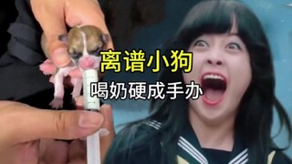 It can stand at attention right after birth! The young man was just feeding the little puppy, yet th