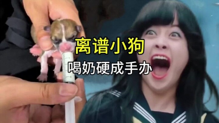 مجرد أن يولد الصغير، يقف انتباهًا على الفور! الشاب كان فقط يُرضع الجرو الصغير، فجأة تصلّب الجرو بالك