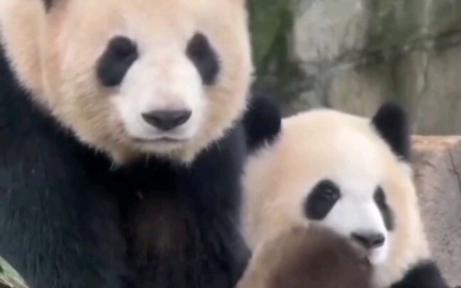 Chị Ái đang ngồi ngạo nghễ thì bỗng nhiên hôn mẹ, khiến mẹ Nhị Thuận vui sướng hết sức.