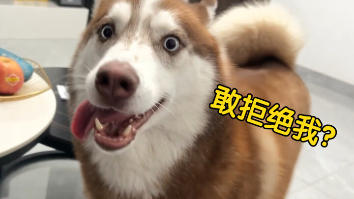 What happens when you heartlessly reject your dog’s cute antics?