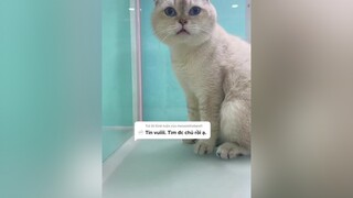 Trả lời  Chuyện kết thúc có hậu rồi 😂😂😂 cat mèo