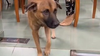 Anjing Xiu galak pada semua orang, woo woo woo woo