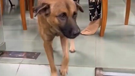 Xiu dog is fierce to everyone, woo woo woo woo