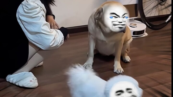 女主人训狗搞笑时刻