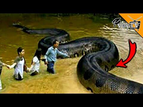 Isla Na Maraming Ahas(Snake Island)|Vey TV Stories