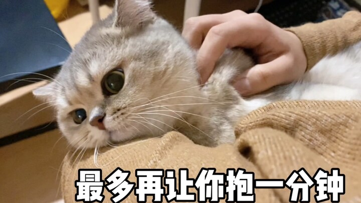 قطة صغيرة تكذب بلسانها لكن جسدها صريح تمامًا  مواء!