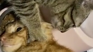 Help me! He's not eating rice.