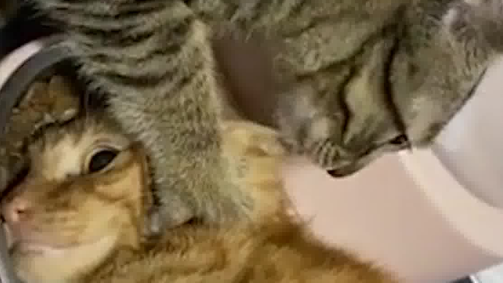 أنقذني! إنه لا يأكل طعامًا