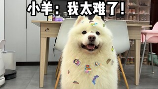 狗狗：我太难了，不光要陪小孩儿玩，还要陪大人玩儿！