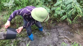 Đàn Cá Rô Khổng lồ | Săn Bắt Ẩm Thực Vùng Cao