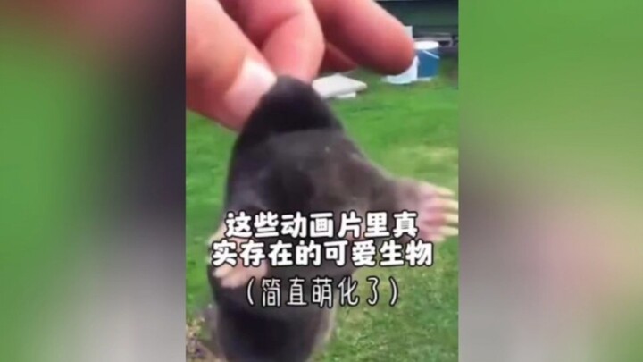 这些动画片里真实存在的可爱生物，最后一个简直萌化了