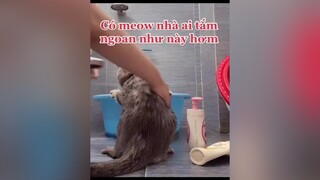 Có meo nhà ai tắm ngoan như này khôngluomwcat catsoftiktok meocute tamchomeo chamsocthucung