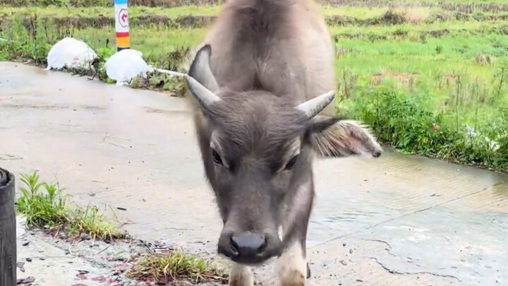 The little buffalo walks to the doorstep, deliberately looking for someone to play with.