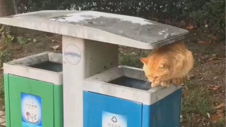The stray cat I picked up is named “No More Suffering,” so it will never have to endure even a bit o