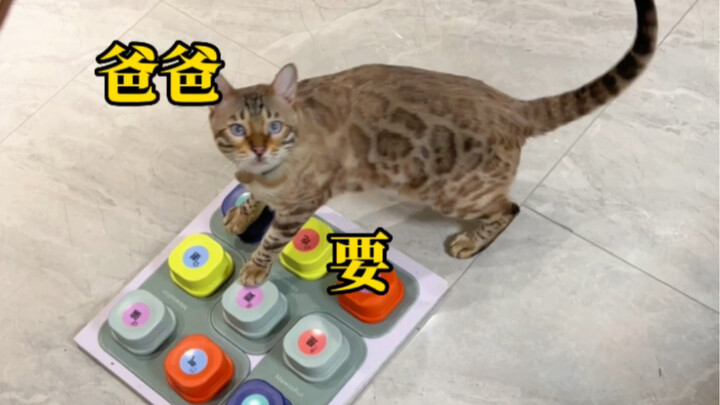 Giờ Bát Điều nói chuyện ngày càng trôi chảy quá…