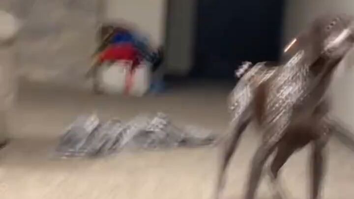 dogs funny moments 😅😅