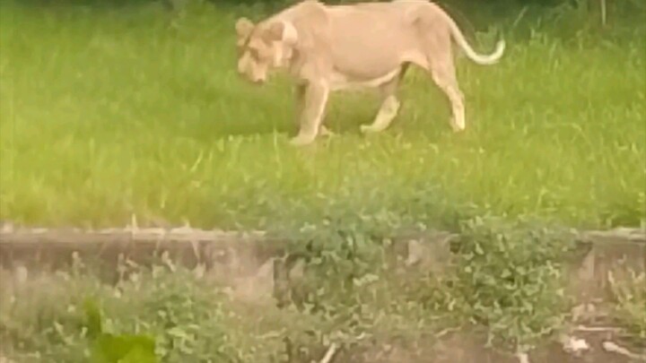 Zoo tiger 🐅 chidiya Ghar ka baagh