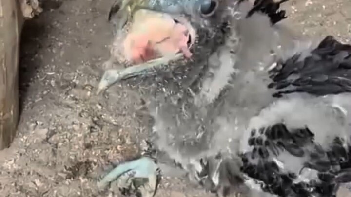 আস্ত গরুর হাড় গিলে ফেলল এই পাখি! 😱 Shocking Bird Swallows Giant Bone | monirreacts01