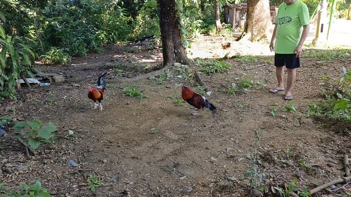 Sunday spar a en a kakosa lacy rh