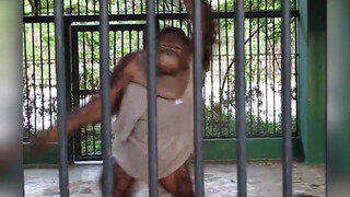 A Chimp Grabs A Tourist's T-shirt & Puts It On Itself