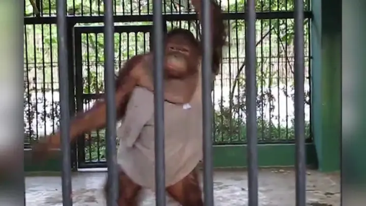 A Chimp Grabs A Tourist's T-shirt & Puts It On Itself