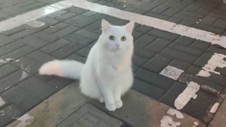 Kucing putih kecil anggun yang sepertinya tersesat sedang mengendus Anda dengan ragu-ragu