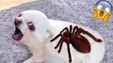 Can't Stop Laughing: Scared Dogs React To Weird Things| Pets Town