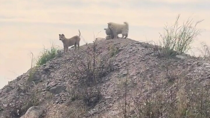 No matter where it goes, the little dog always carries its Ababei with it.