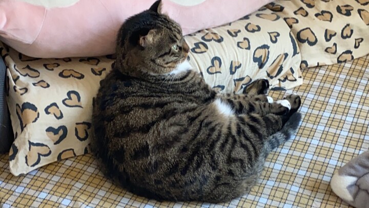 It’s confirmed! Even the cat admits it’s stressed!