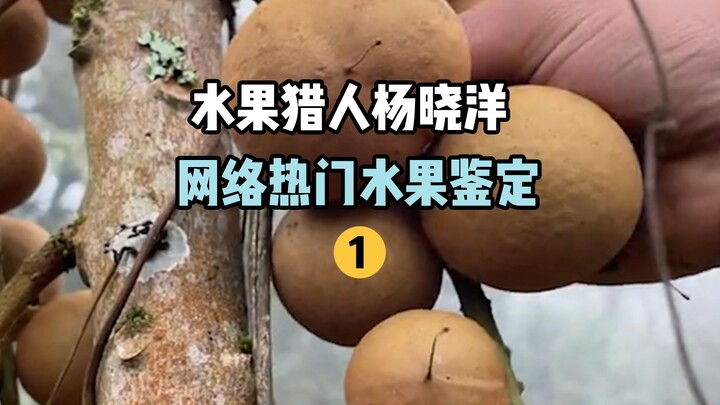【水果猎人】网络热门水果鉴定1