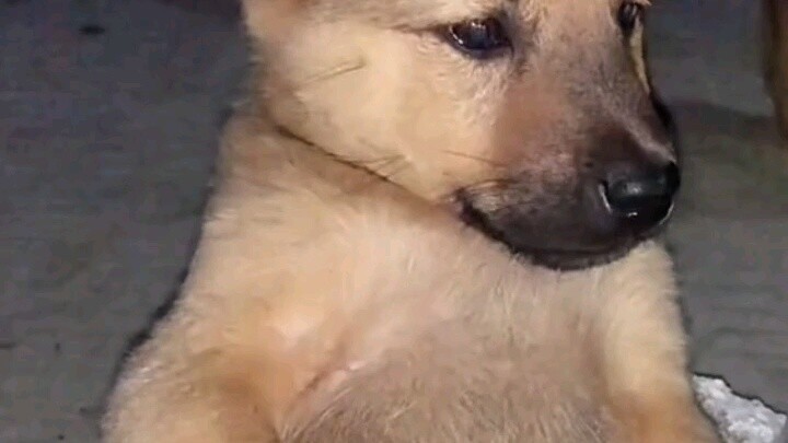 "Anjing Berbulu"