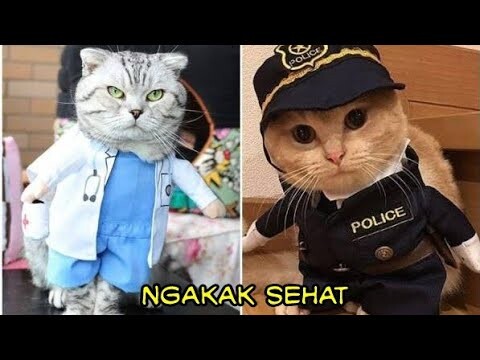 Funny Cats -Kucing Lucu Pasti Ngakak Sehat