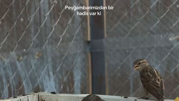 Islamic video 2026
