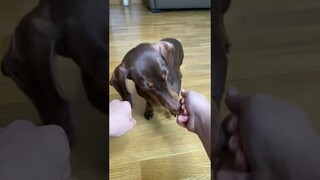 ЧАПИ ЛОХУШКА 😂❤