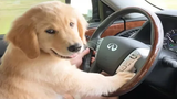 Funniest & Cutest Golden Retriever Puppies 24 - Funny Puppy Videos 2019
