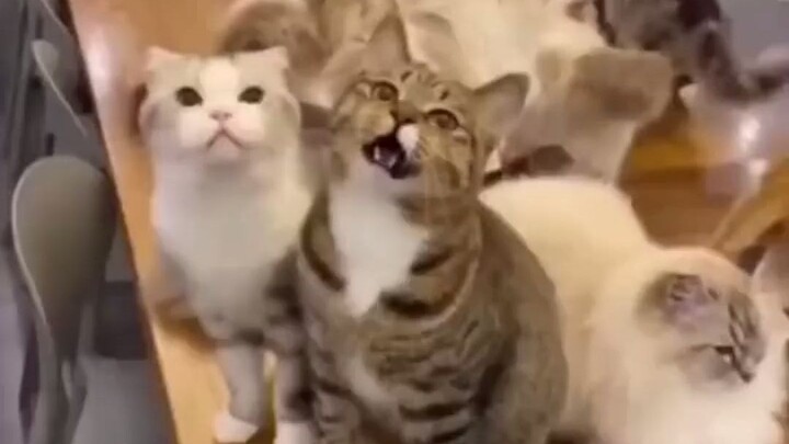 Tabby cat: Don’t meow, let me meow! Netizen: It even knows how to twist!