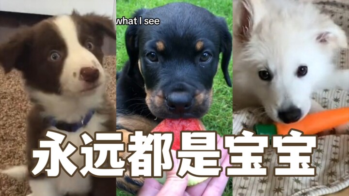 The dogs as others see them VS the dogs as I see them