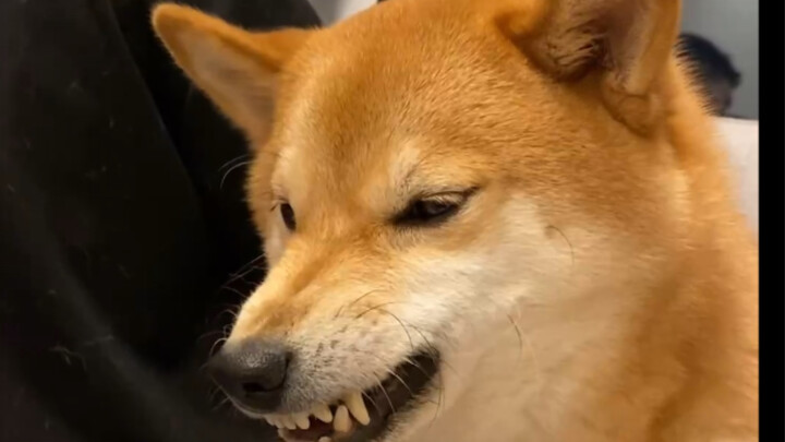 Anjing Shiba Inu Kongkong kesal sampai bisa berbicara!