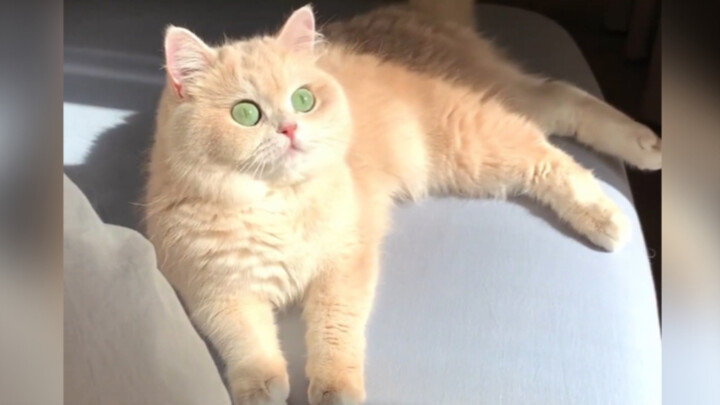 Chú heo Mimi tỏa sáng dưới ánh nắng thật sự rất dễ chịu!