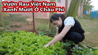 Vườn Rau xanh Tốt nhà 2Q Vlogs cuộc sống Châu Phi