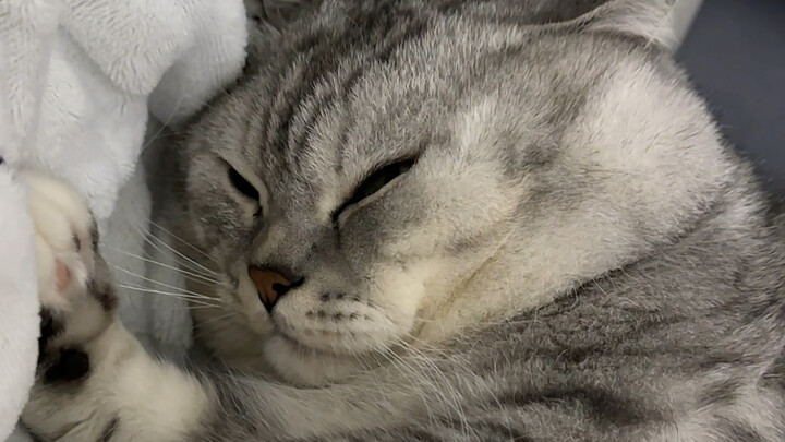 Dazhuang insists on being held to sleep every day.
