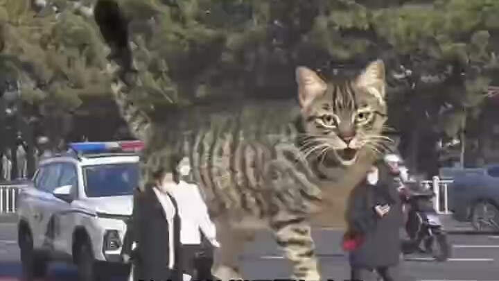 Cats, cute pets