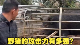 How strong is the attack power of wild boar?