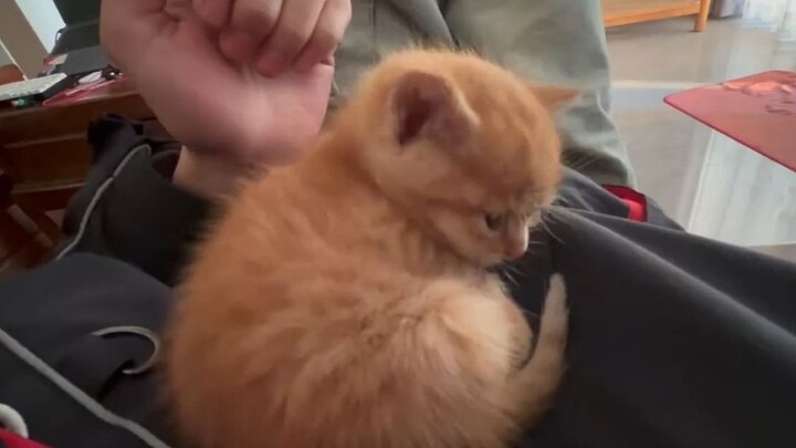 The little guy is quite clean-loving.