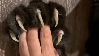 Who dares to touch the little black panther’s big paw pads?