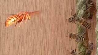 当黄蜂遇到了团队作战的蜜蜂，结局是这样的