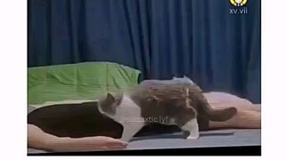 Kucing Lucu