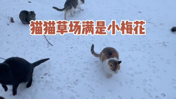 ทุ่งหญ้าแมวในฤดูหนาวเต็มไปด้วยดอกเหมยเล็กๆ