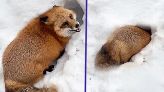 狐狐的9¾雪窝窝