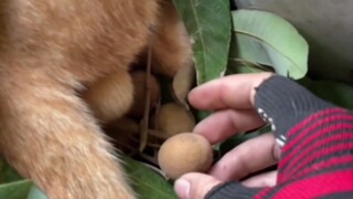 Sorry, cat, I picked the wrong fruit.